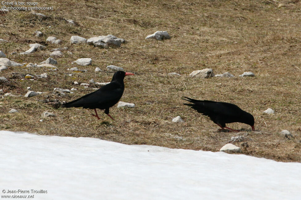 Red-billed Chough