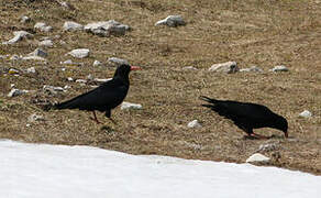 Red-billed Chough