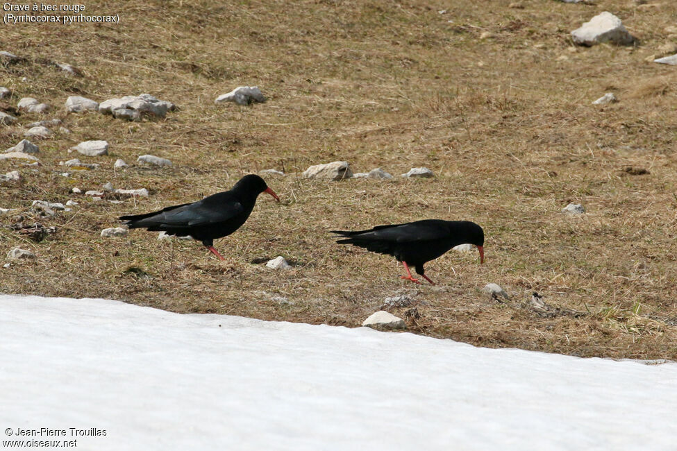 Red-billed Chough