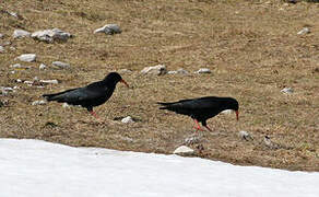 Red-billed Chough