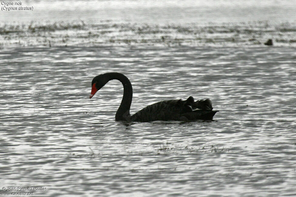 Cygne noir