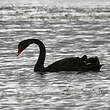 Cygne noir