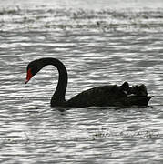 Black Swan