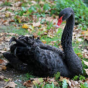 Black Swan