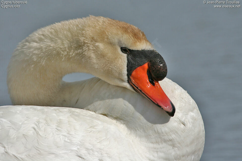 Cygne tuberculé mâle adulte