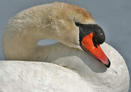 Cygne tuberculé