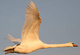 Cygne tuberculé