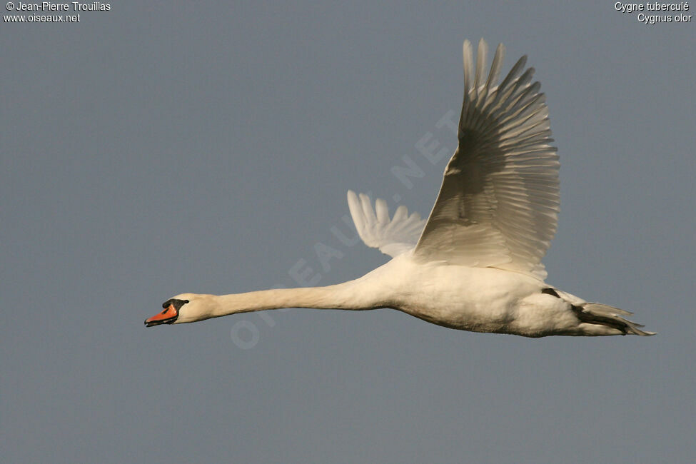 Cygne tuberculé