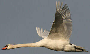 Cygne tuberculé