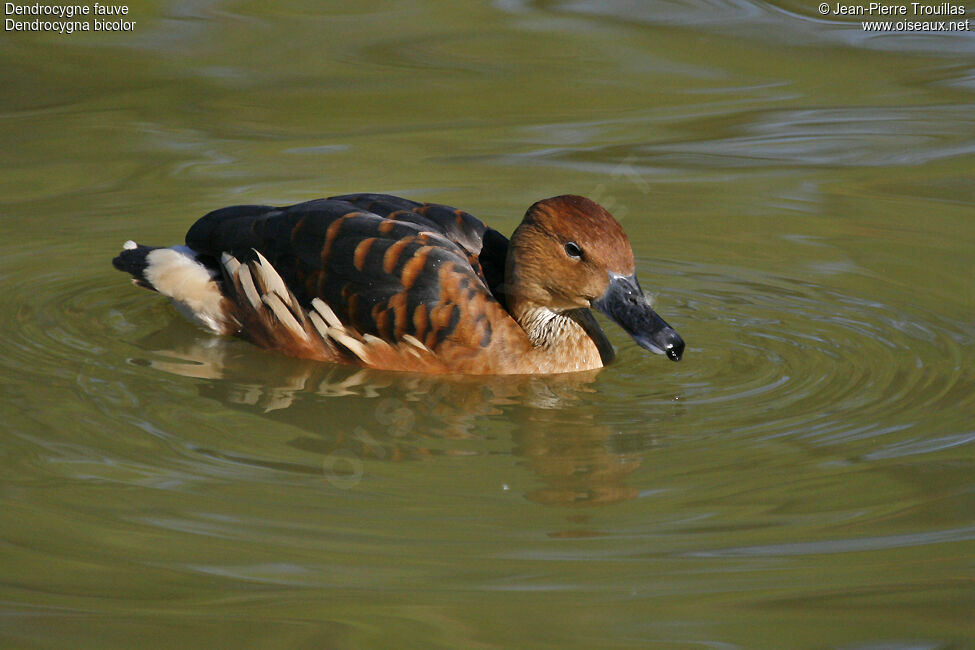 Dendrocygne fauve