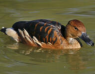 Dendrocygne fauve