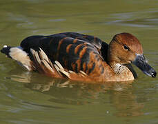 Fulvous Whistling Duck