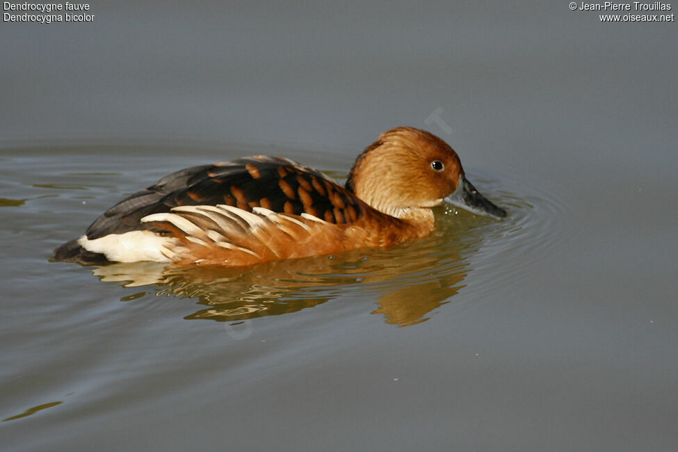 Dendrocygne fauve