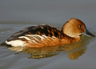 Dendrocygne fauve