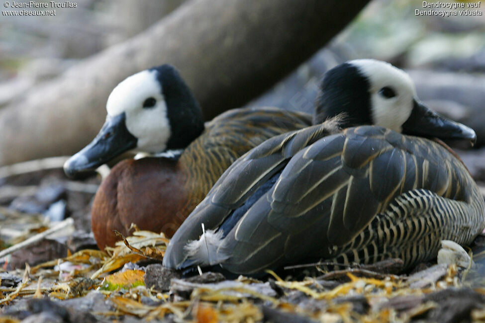 Dendrocygne veuf