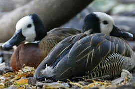 White-faced Whistling Duck