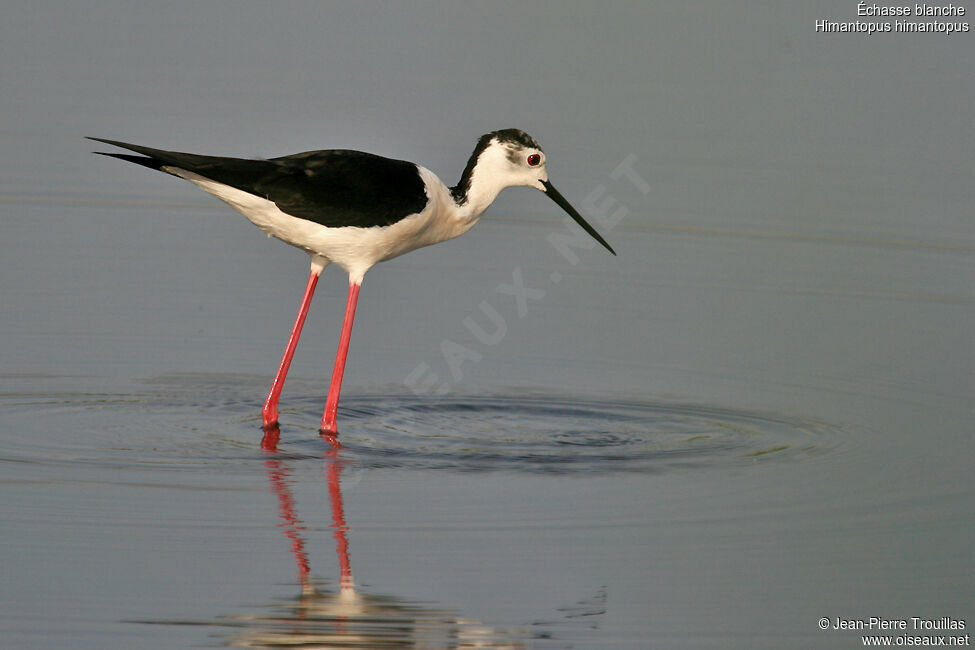 Black-winged Stiltadult