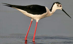 Black-winged Stilt