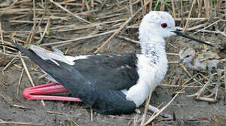 Black-winged Stilt