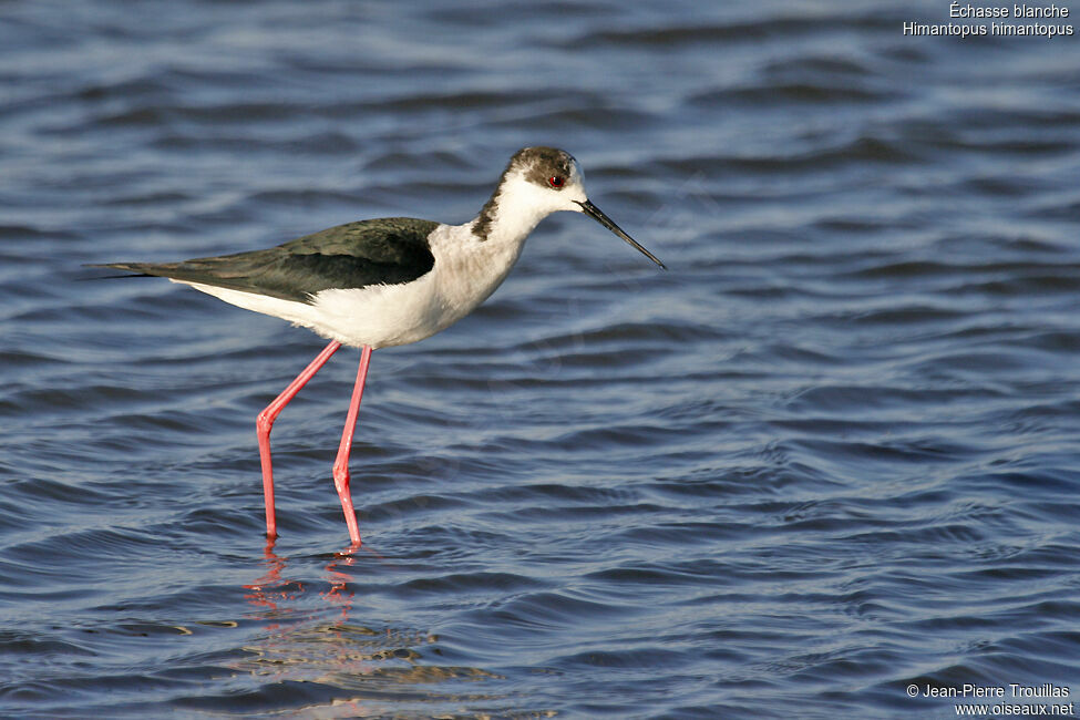 Échasse blanche