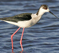 Black-winged Stilt