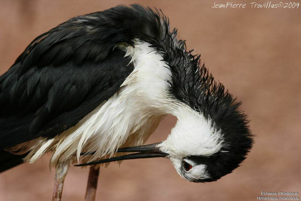 Black-necked Stilt