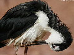 Black-necked Stilt