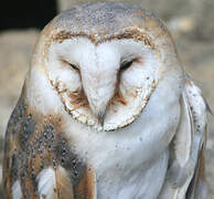 Western Barn Owl