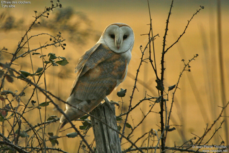 Western Barn Owl