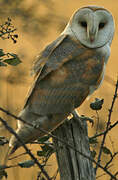 Western Barn Owl