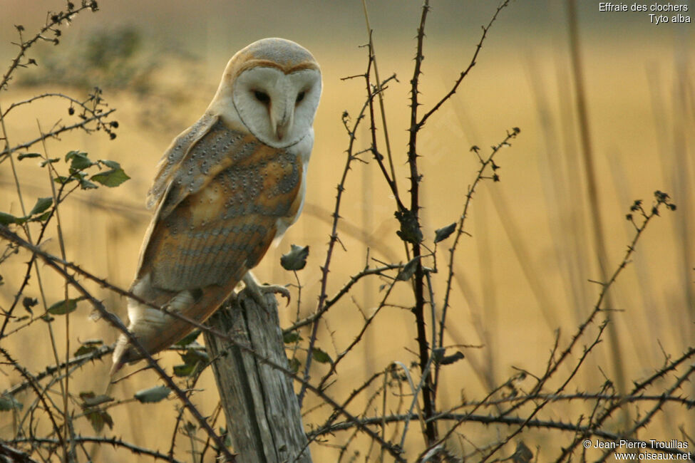 Western Barn Owl