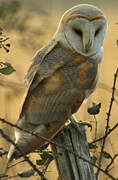 Western Barn Owl