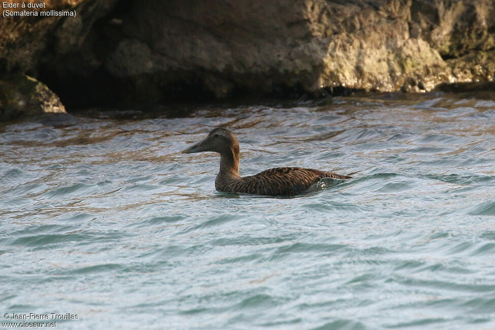 Eider à duvet femelle