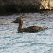 Common Eider