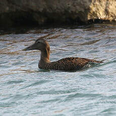 Eider à duvet