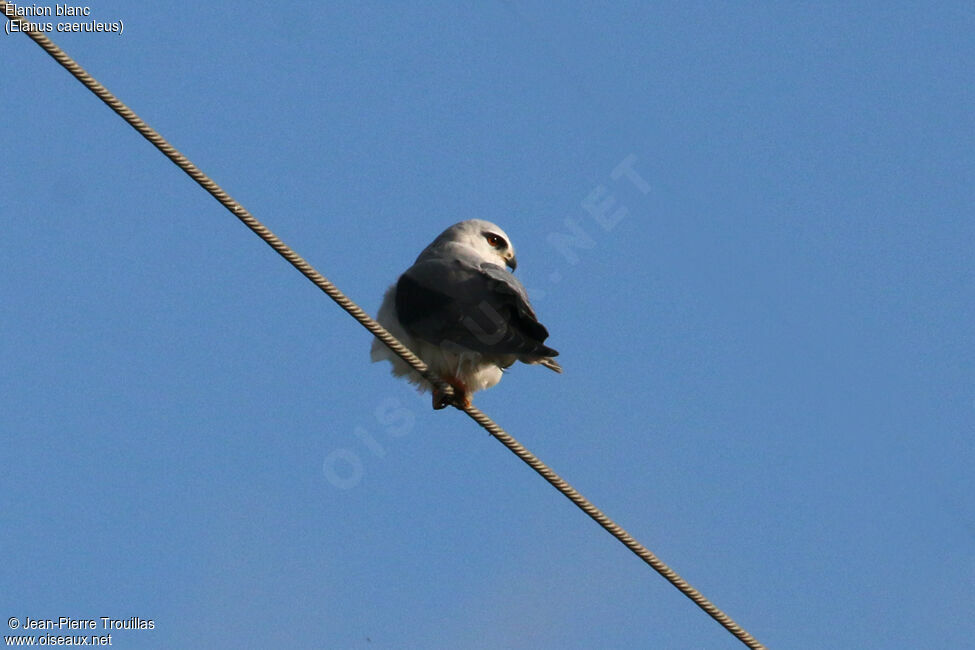 Black-winged Kiteimmature