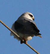 Black-winged Kite