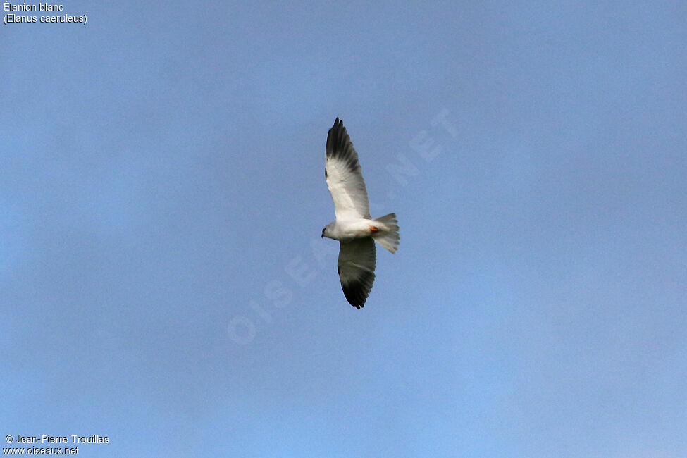 Black-winged Kite