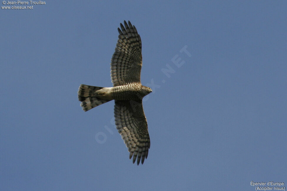 Eurasian Sparrowhawk