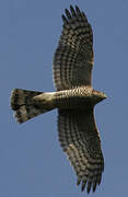 Eurasian Sparrowhawk