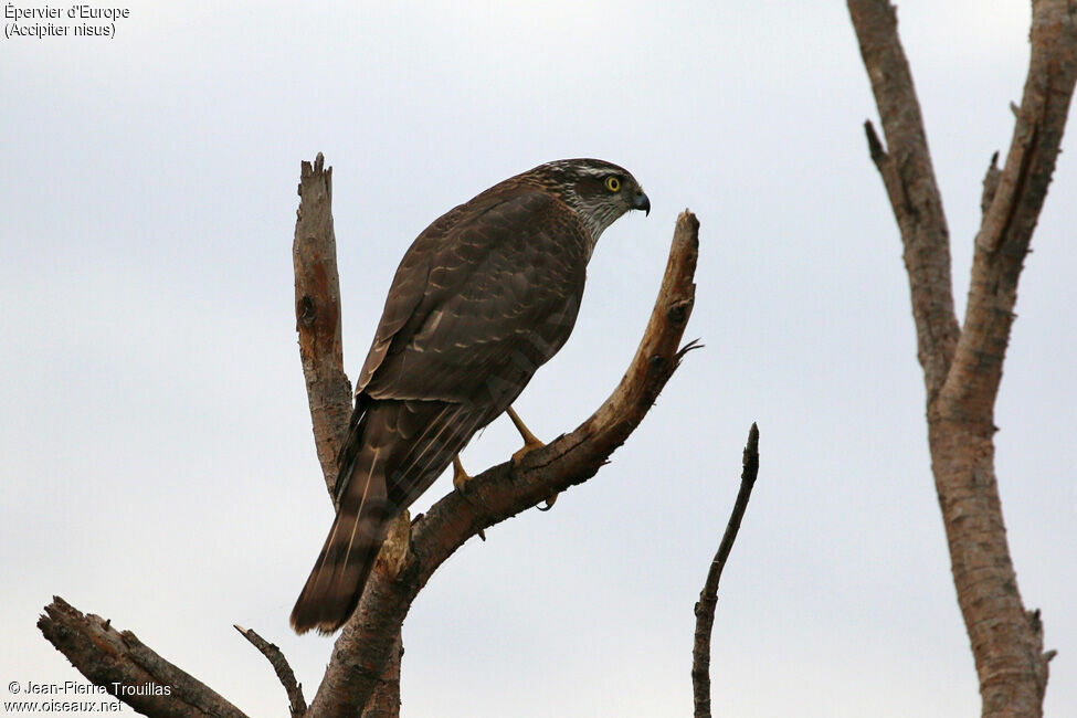 Eurasian Sparrowhawk