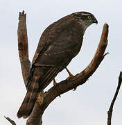 Eurasian Sparrowhawk