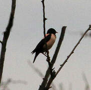 Rosy Starling