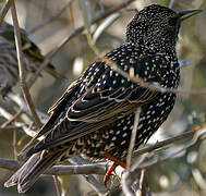 Common Starling