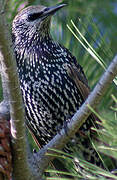 Common Starling