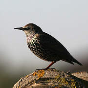 Common Starling