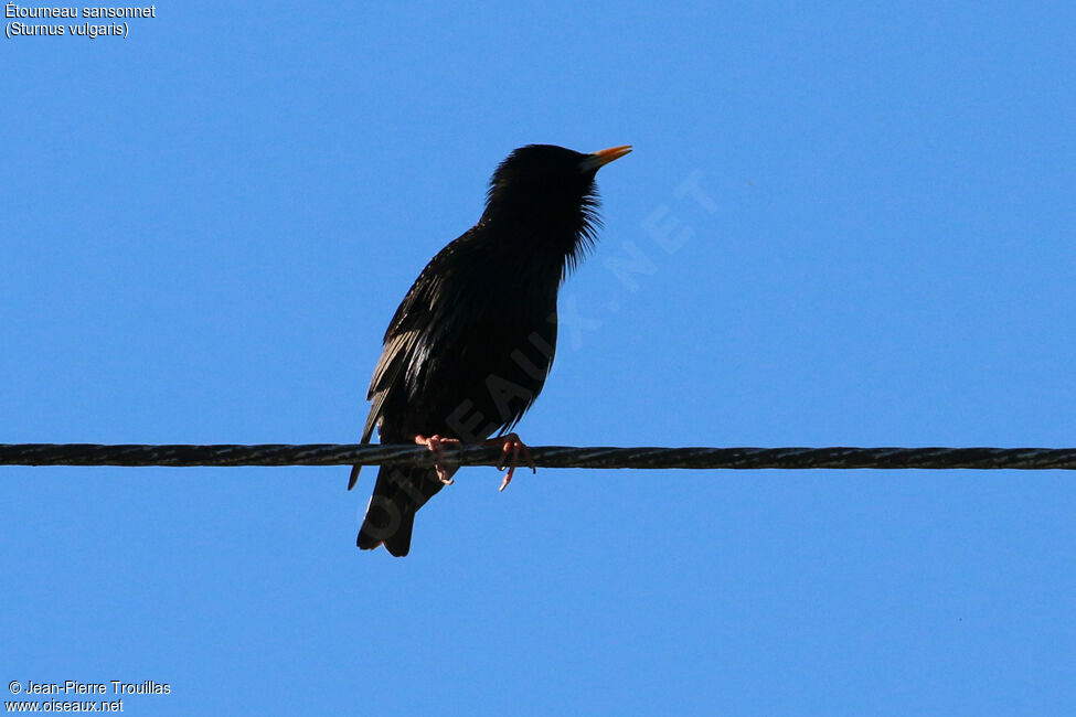 Common Starling