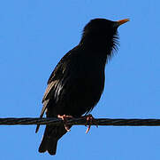 Common Starling