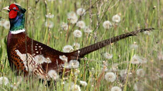 Common Pheasant