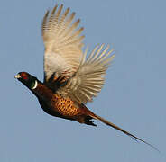 Common Pheasant